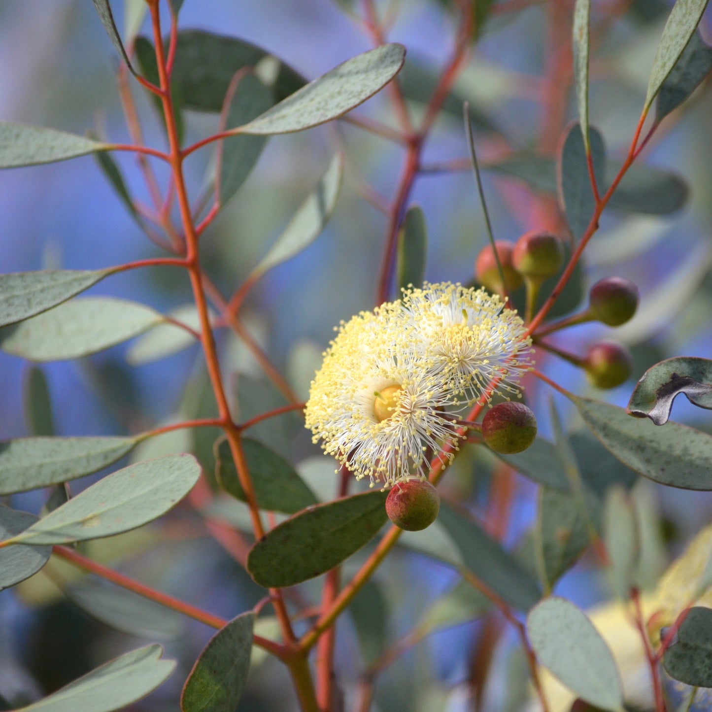 Eucalyptus websteriana 'Botanic Hearts' – Heart-Leaf Eucalyptus