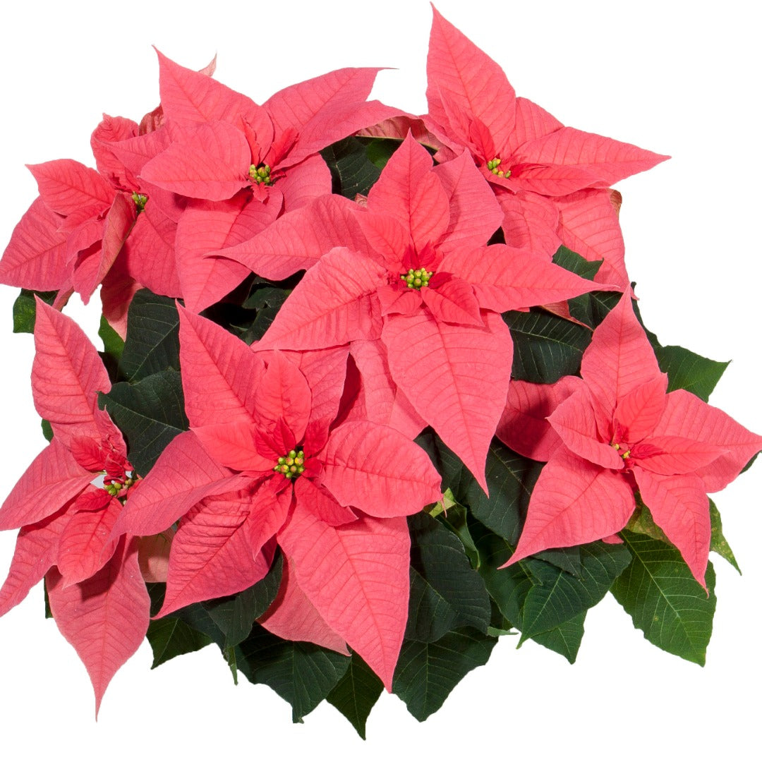 Euphorbia pulcherrima - Poinsettia (Holiday Star)