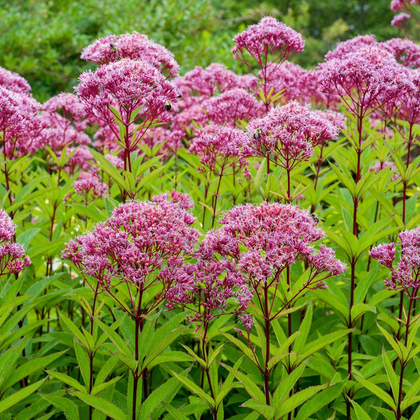 Eutrochium purpureum – Eupatoire pourpre