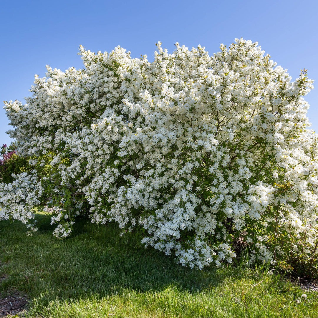 Exochorda x macrantha 'Bailmoon' – Exochorde First Editions® Lotus Moon™