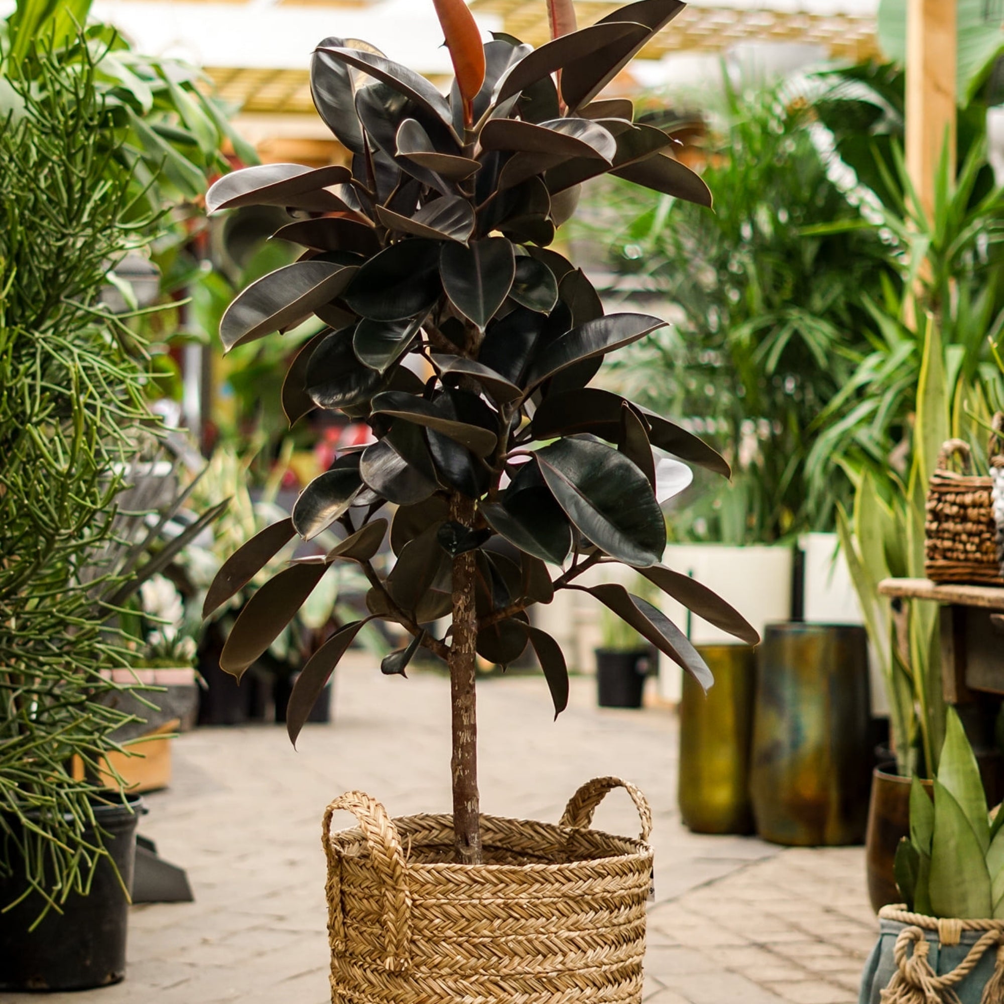 burgundy ficus elastica plant pot Burgundy' Rubber Plant – Jardineries Botanix
