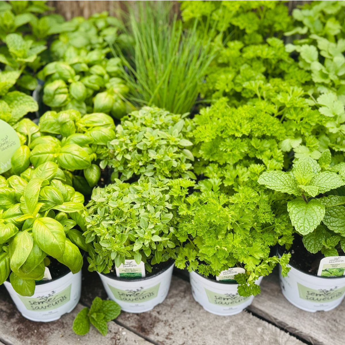 Assorted Fresh Herbs Sème-Saveurs
