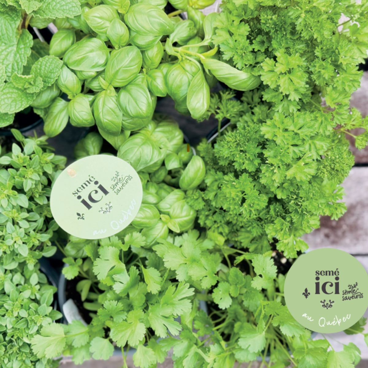 Assorted Fresh Herbs Sème-Saveurs