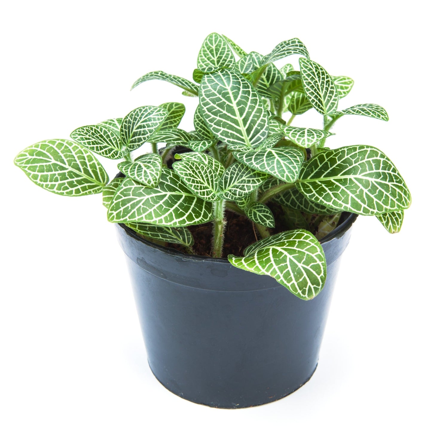 Fittonia nerve plant