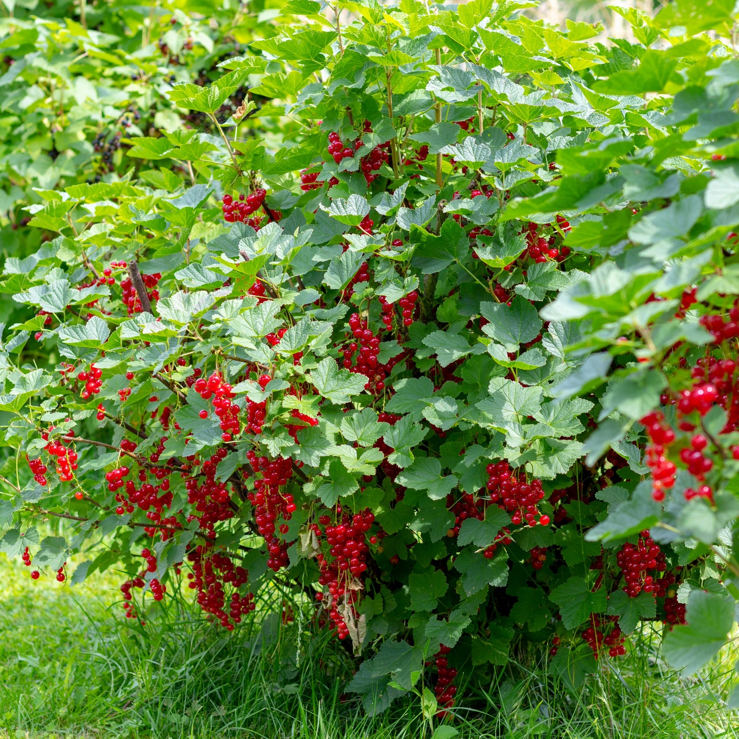 'Red Lake' Red Currant – Ribes rubrum