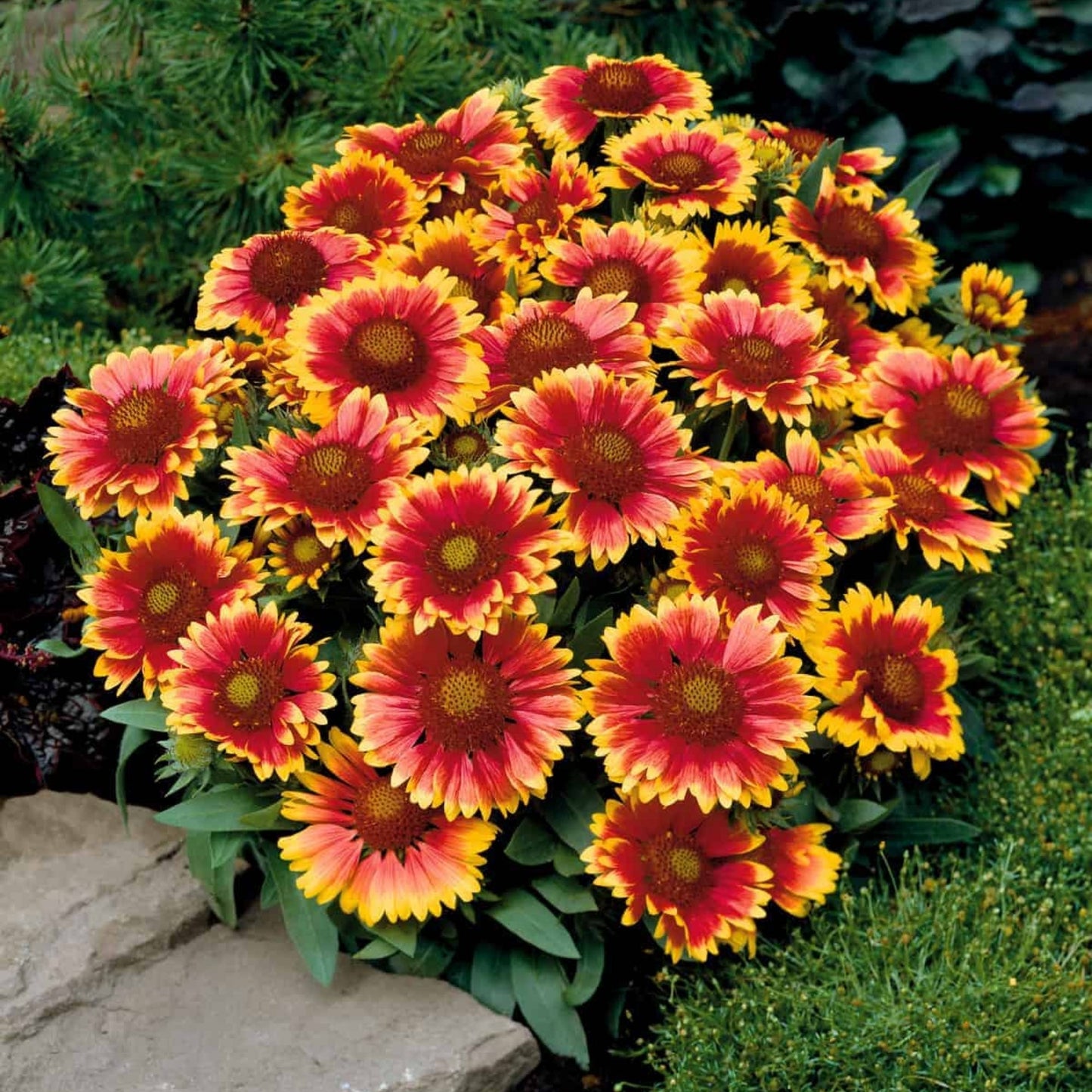 Arizona Sun' Blanket Flower