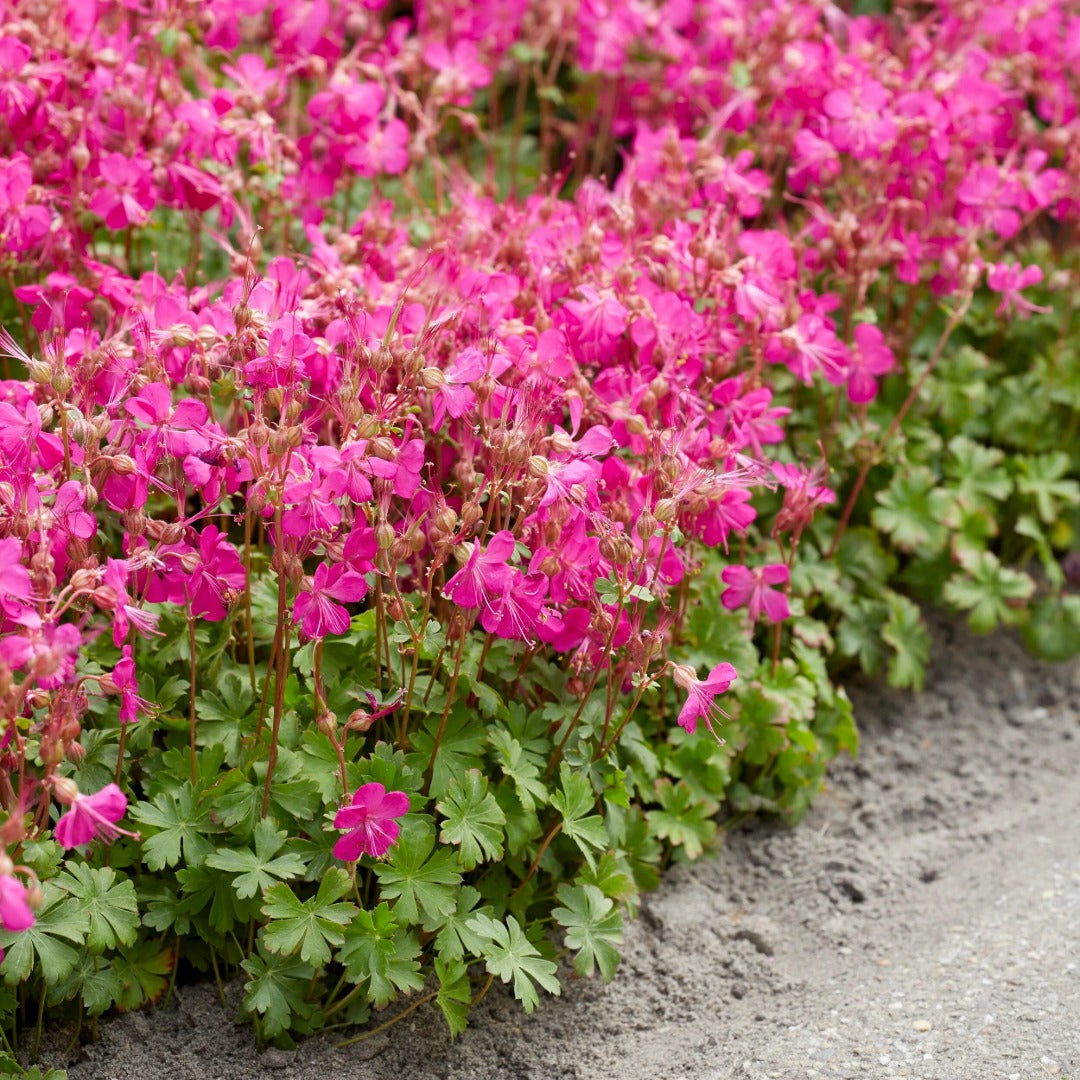 Geranium × cantabrigiense 'Intense Rose' – 'Intense Rose' Cranesbill
