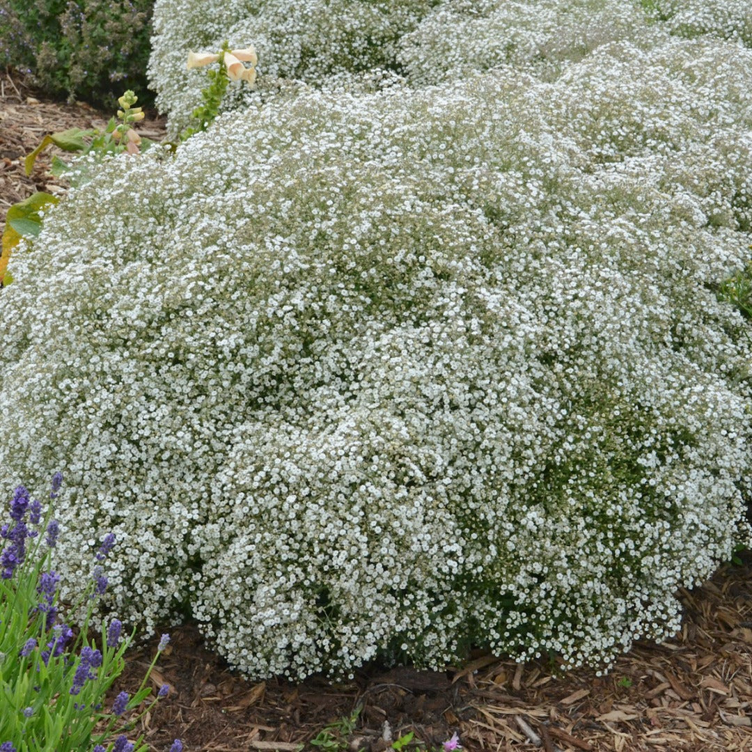 Gypsophila paniculata 'Summer Sparkles' – Gypsophile paniculée (syn. Soupir de bébé)