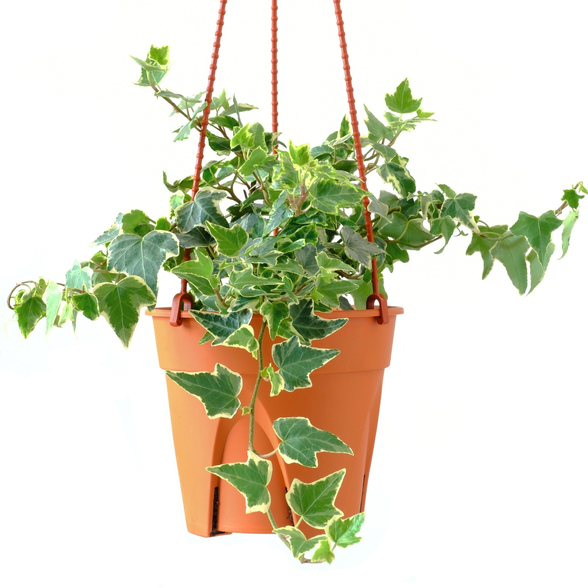 hedera ivy indoor plant Ivy – Jardineries Botanix
