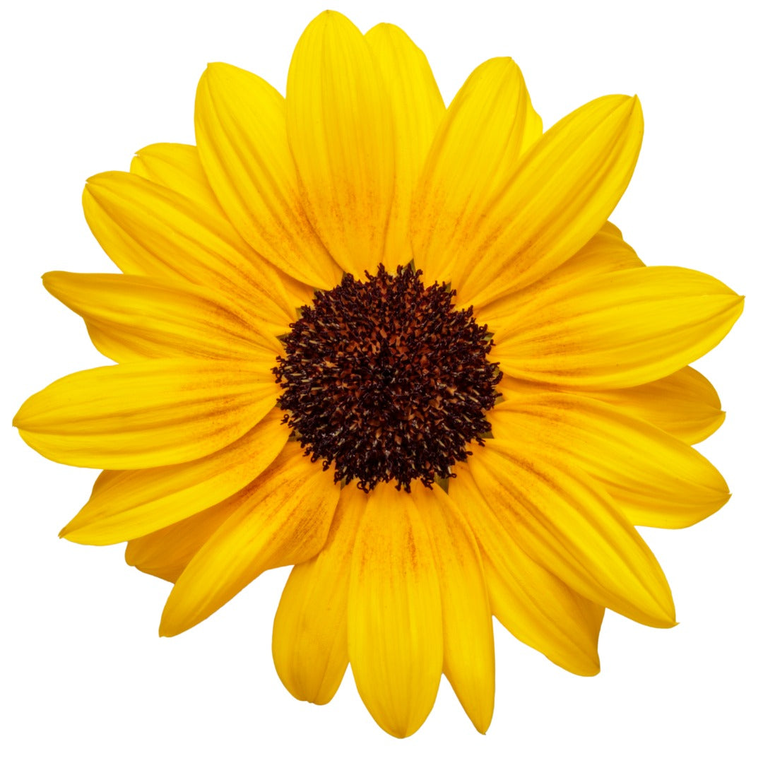 Helianthus 'Suncredible® Yellow' – Suncredible® Yellow Sunflower