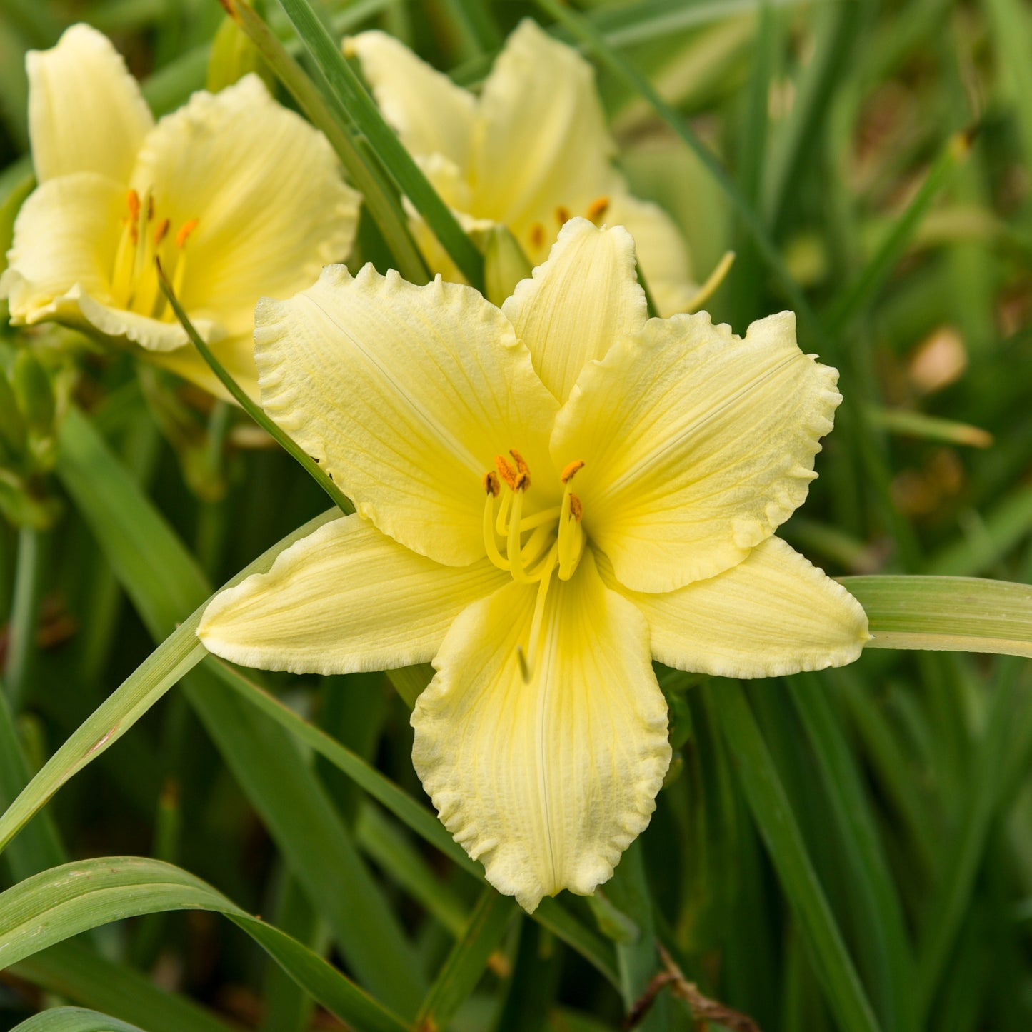 Hemerocallis 'Big Time Happy' – 'Big Time Happy' Daylily