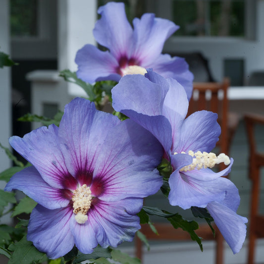 Hibiscus arbustif 'Blue Satin'