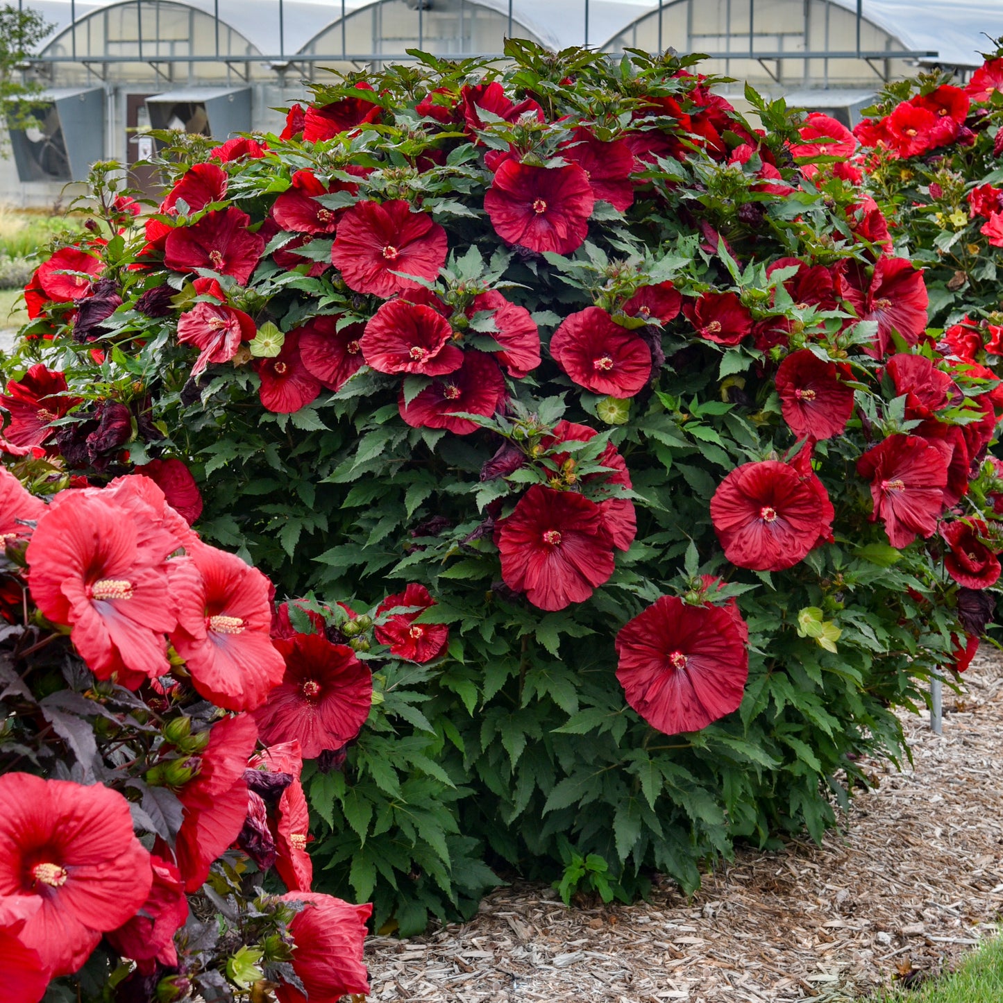Hibiscus moscheutos 'Blackberry Merlot' – 'Blackberry Merlot' Rose Mallow