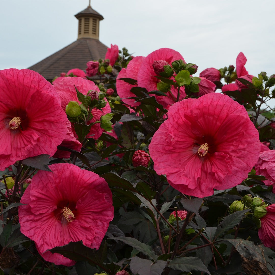 Hibiscus moscheutos Summerific® 'Evening Rose' – Ketmie des marais 'Evening Rose'