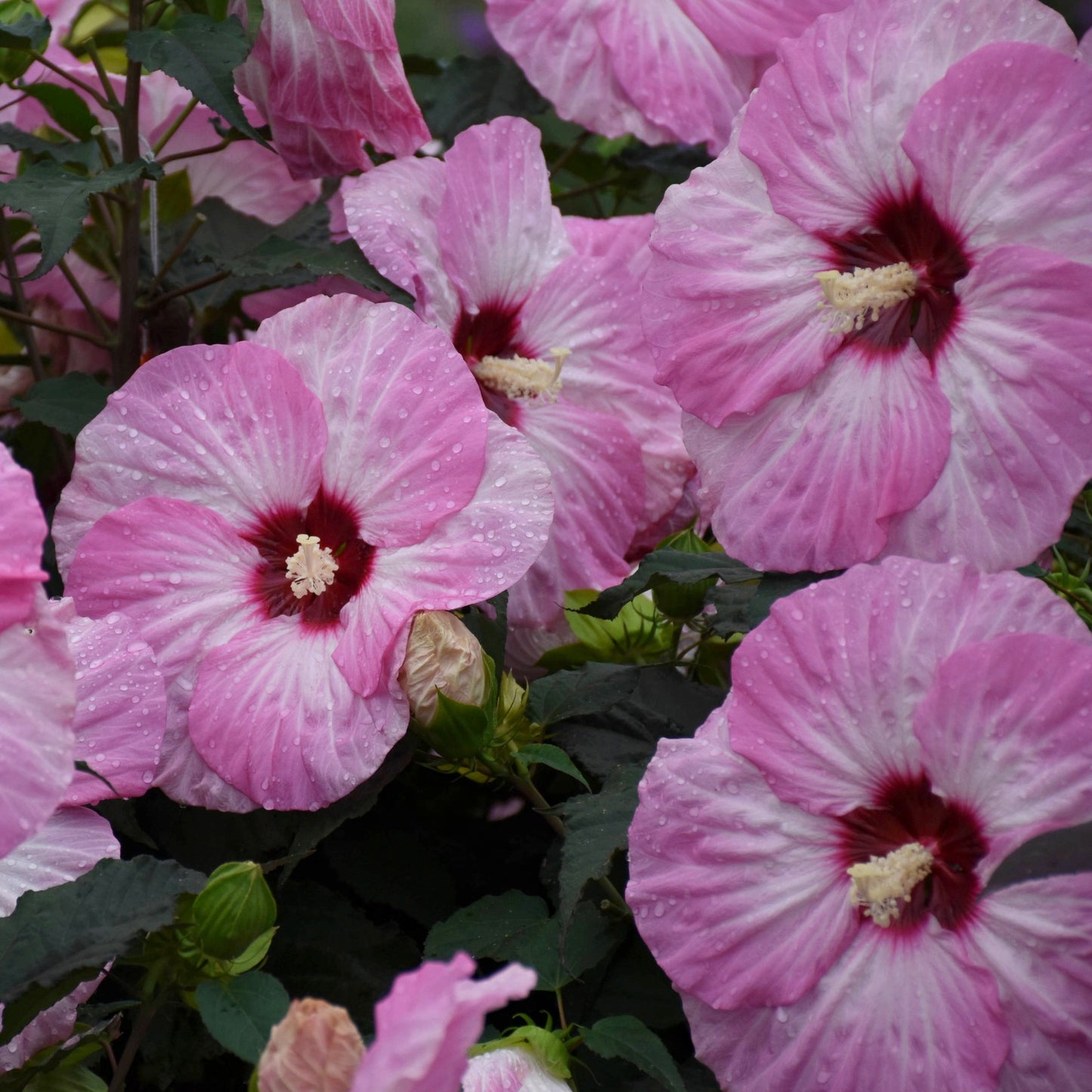Hibiscus moscheutos Summerific® 'Spinderella' – Rose Mallow 'Spinderella'