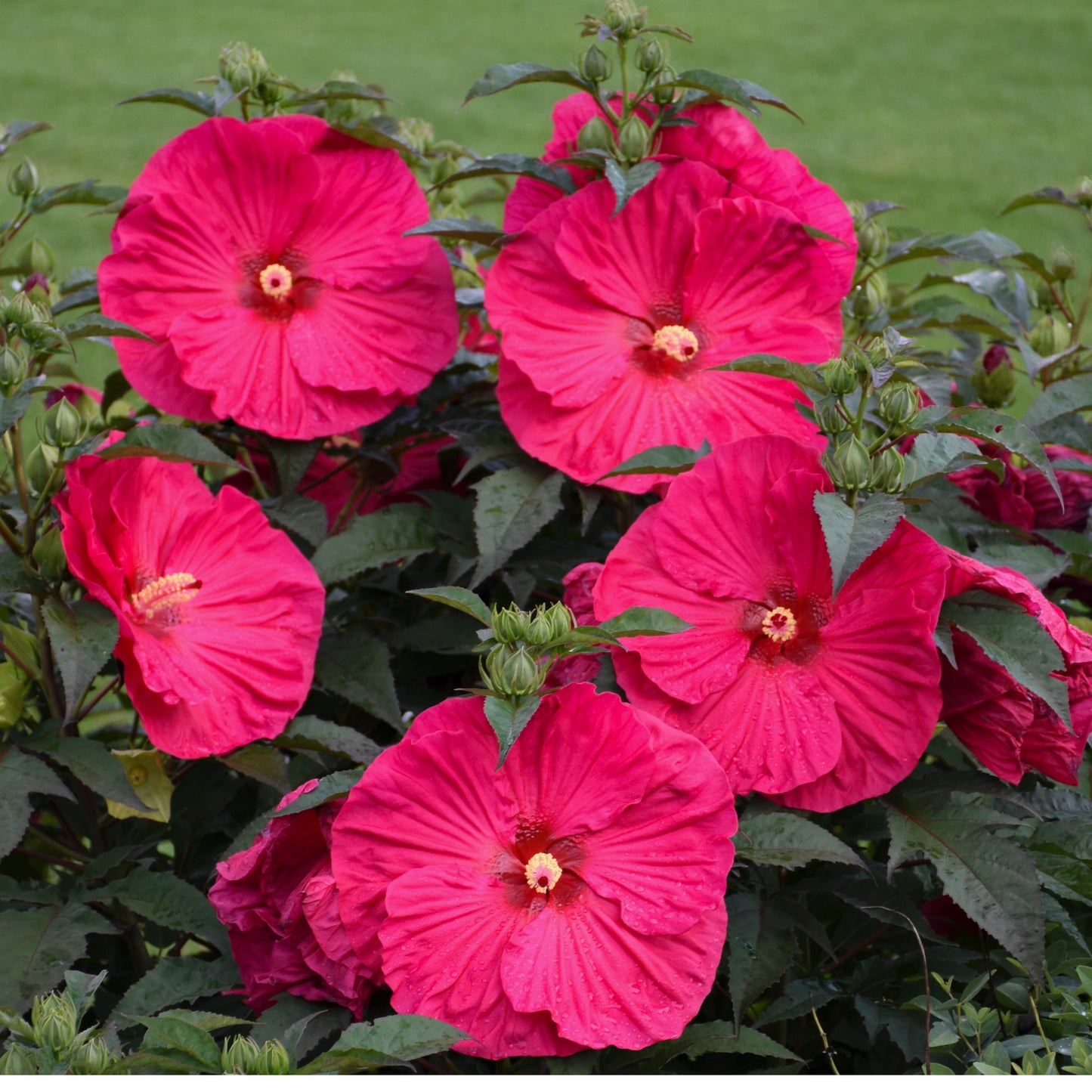 Hibiscus moscheutos 'Summer in Paradise' – 'Summer in Paradise' Rose Mallow