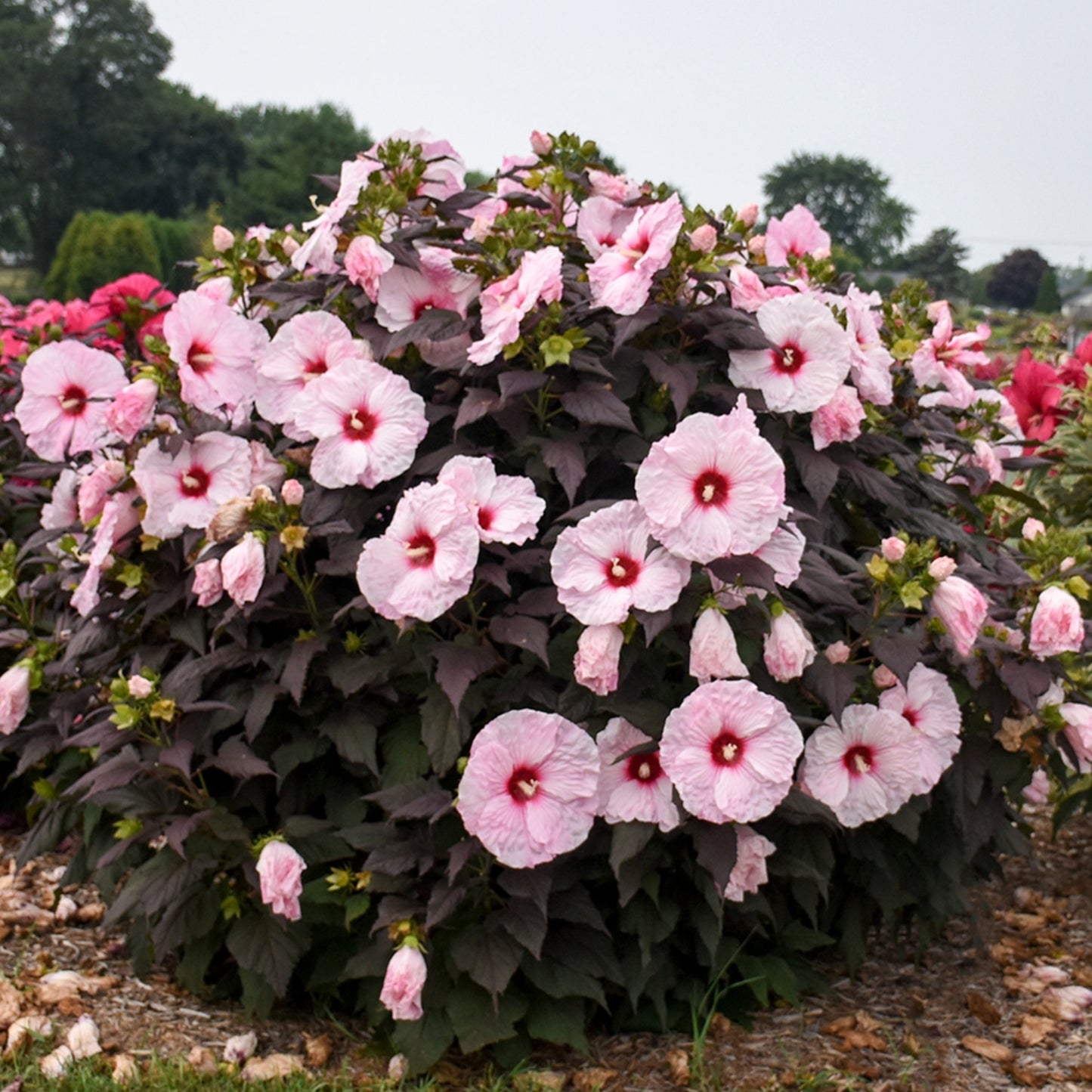 Hibiscus moscheutos 'Dark Mystery' – 'Dark Mystery' Rose Mallow