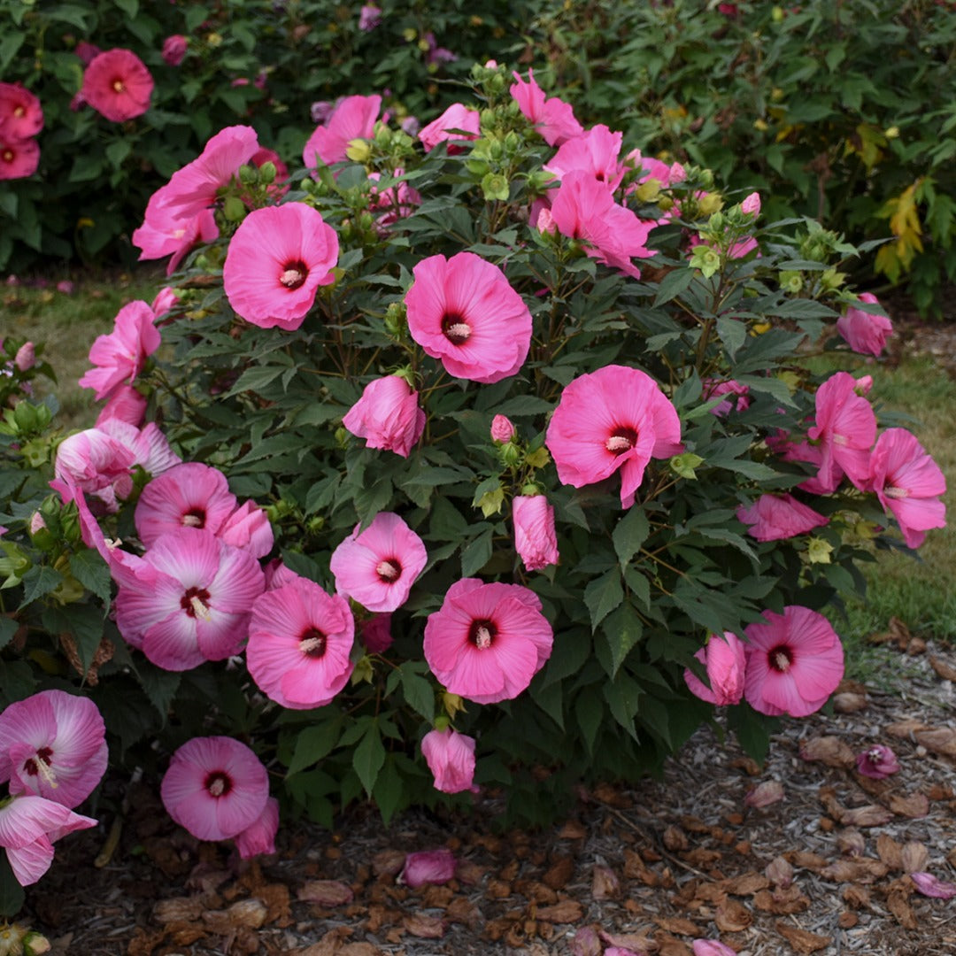 Hibiscus moscheutos 'Summerific® 'Candy Crush' – Ketmie des marais 'Candy Crush'