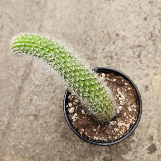 Cactus à Queue de singe