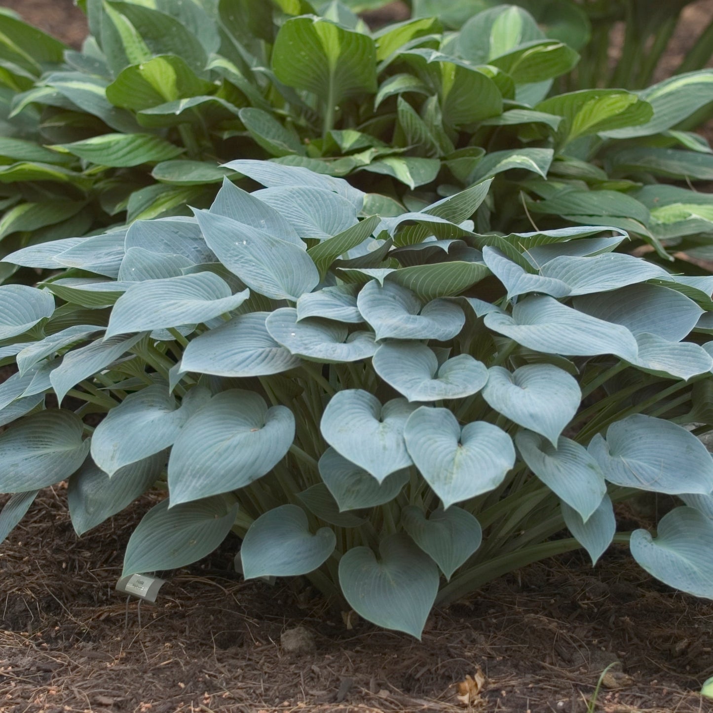 Halcyon' Plantain Lily