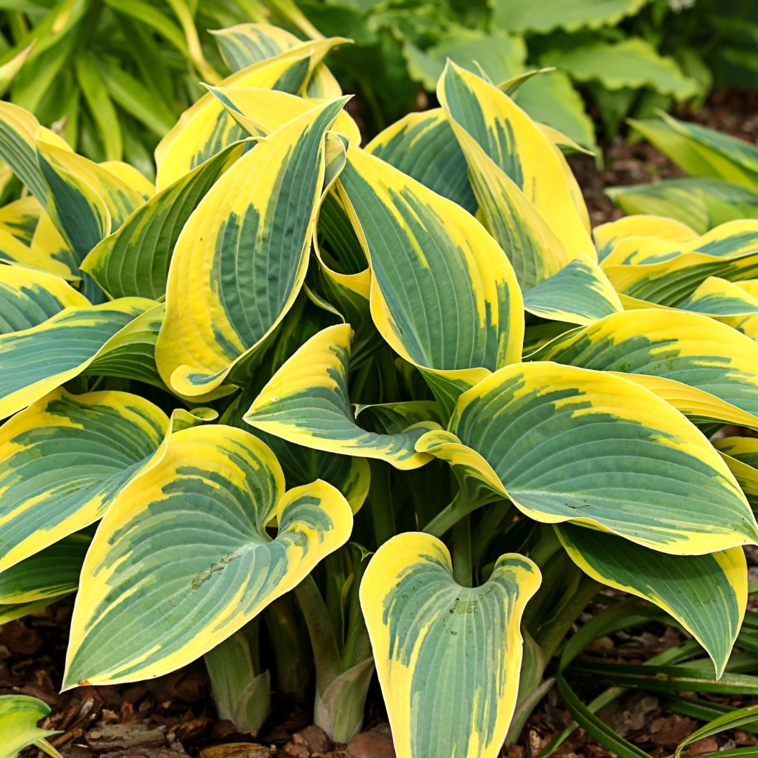 Hosta 'First Frost' - Plantain Lily"