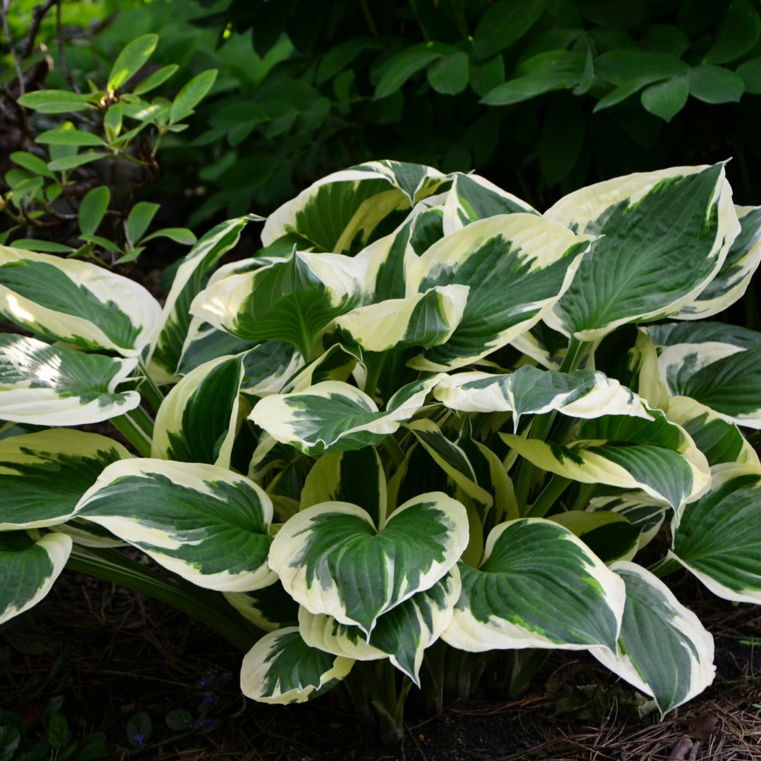 Hosta 'Minuteman'