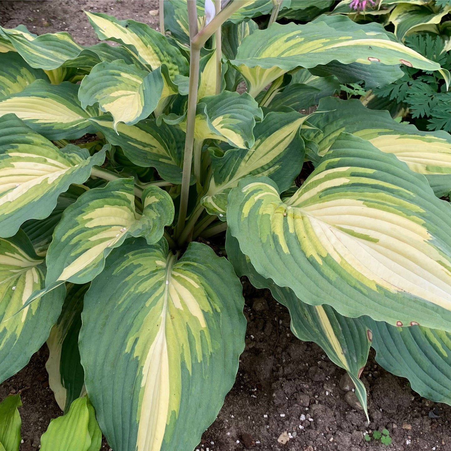 Hosta SHADOWLAND® 'Love Story' – 'Love Story' Hosta