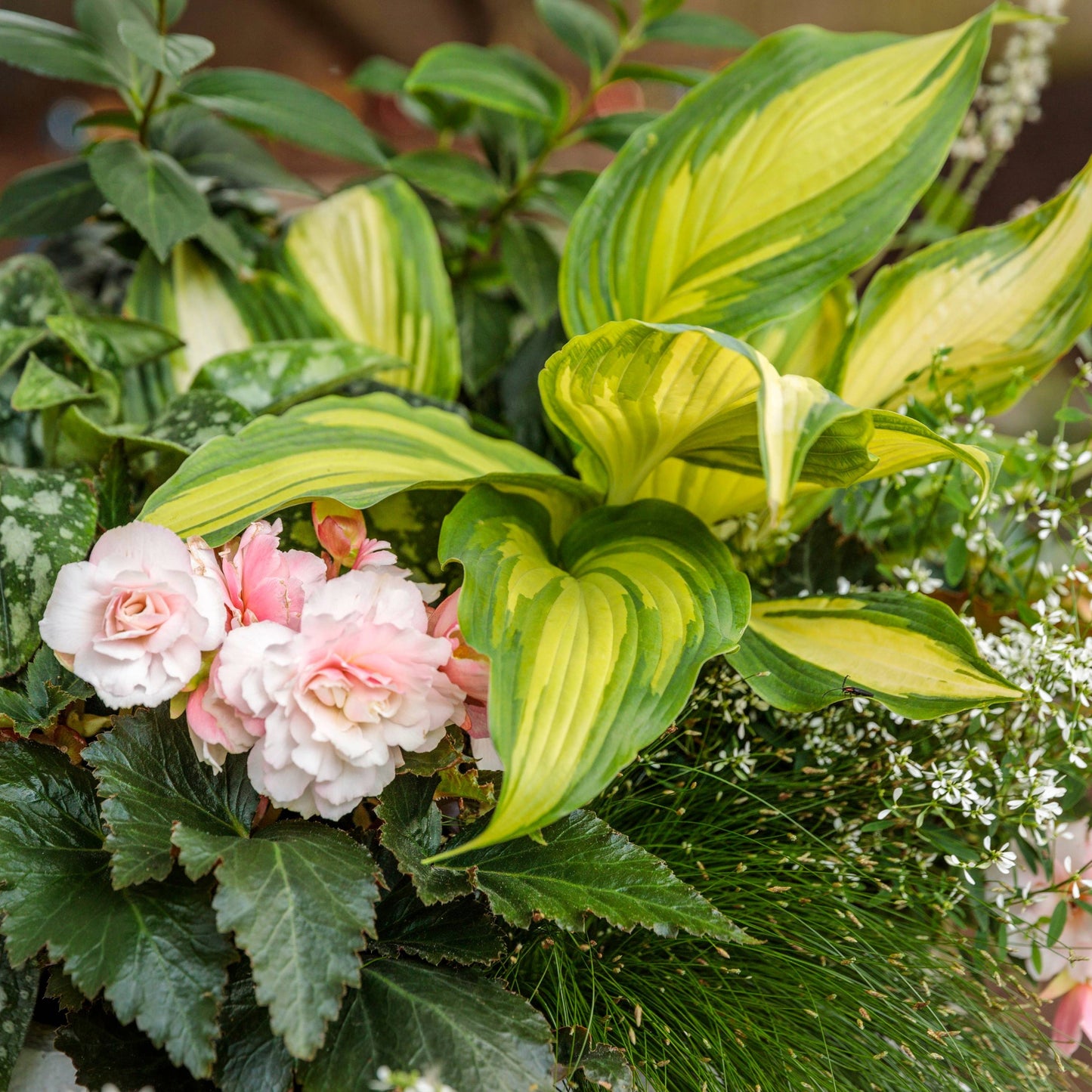 Hosta SHADOWLAND® 'Love Story' – 'Love Story' Hosta