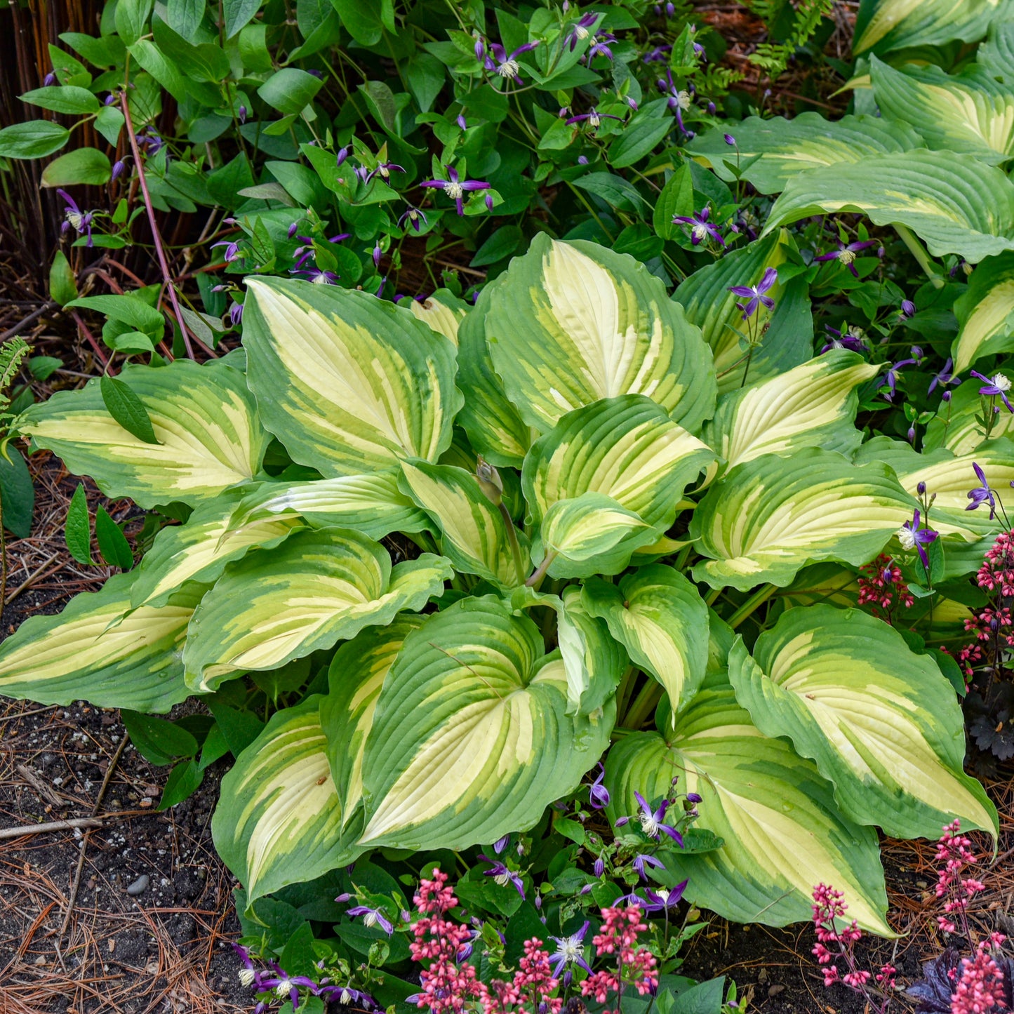 Hosta SHADOWLAND® 'Love Story' – 'Love Story' Hosta
