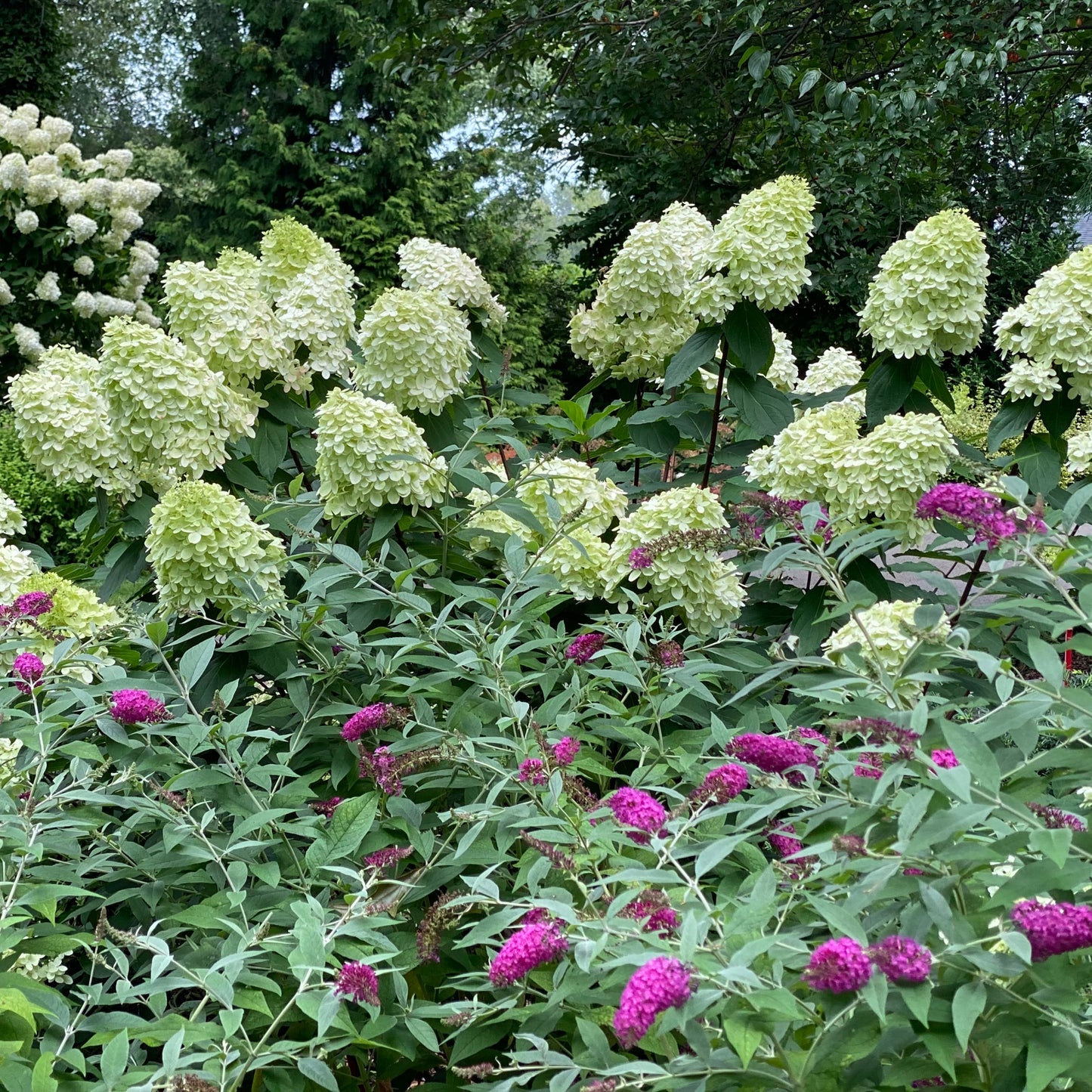 Hydrangea paniculata Limelight Prime® – Limelight Prime® Hydrangea