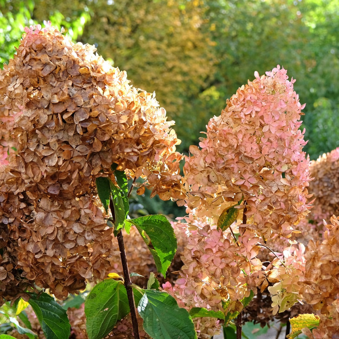 Hydrangea paniculata 'Phantom' - Hydrangée paniculée 'Phantom'