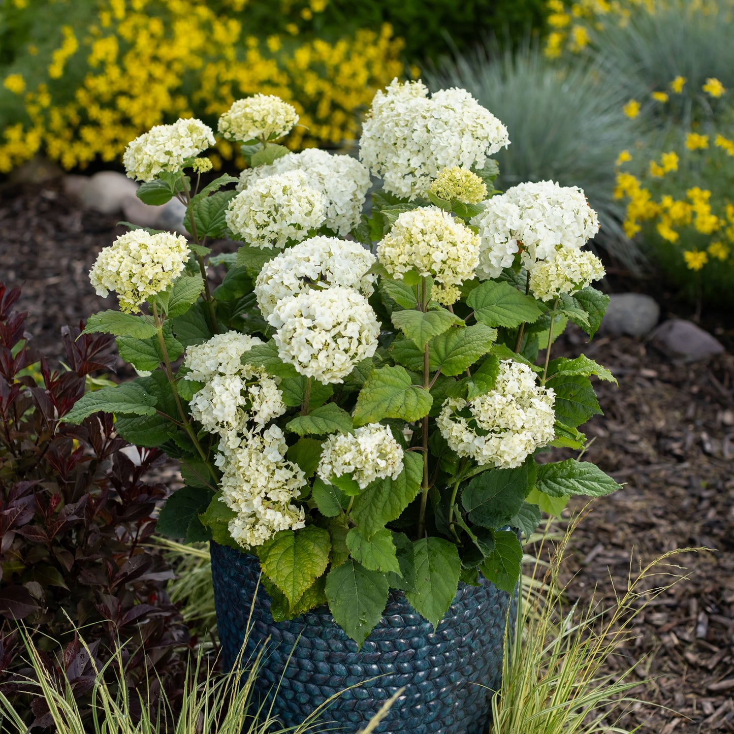 Hydrangea arborescens FlowerFull® – FlowerFull® Smooth Hydrangea