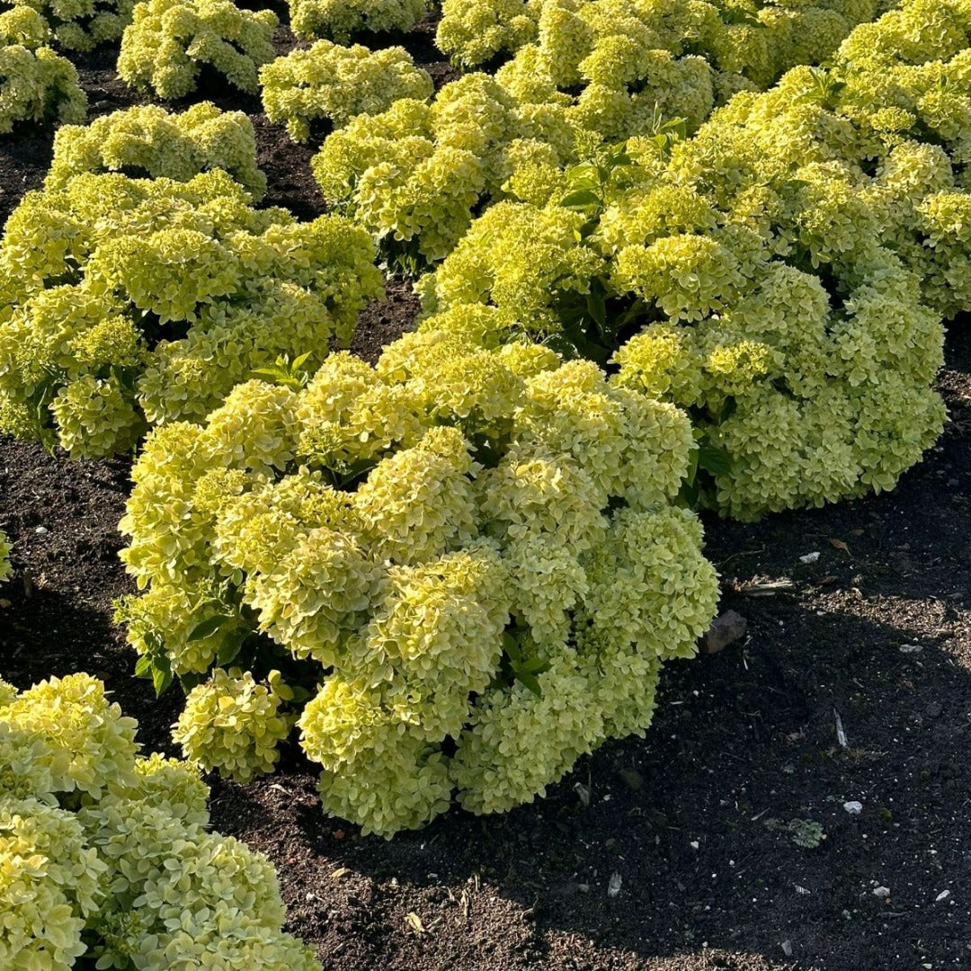 Hydrangea macrophylla 'Bubble Bath' – 'Bubble Bath' Hydrangea