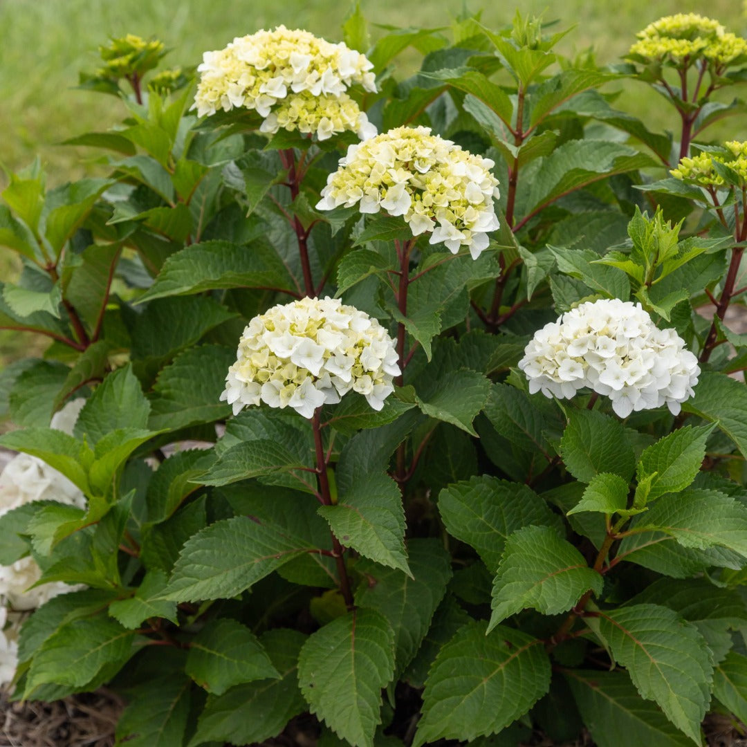 Hydrangea macrophylla 'Dreamcloud'® - Hydrangée 'Endless Summer® DreamCloud®'