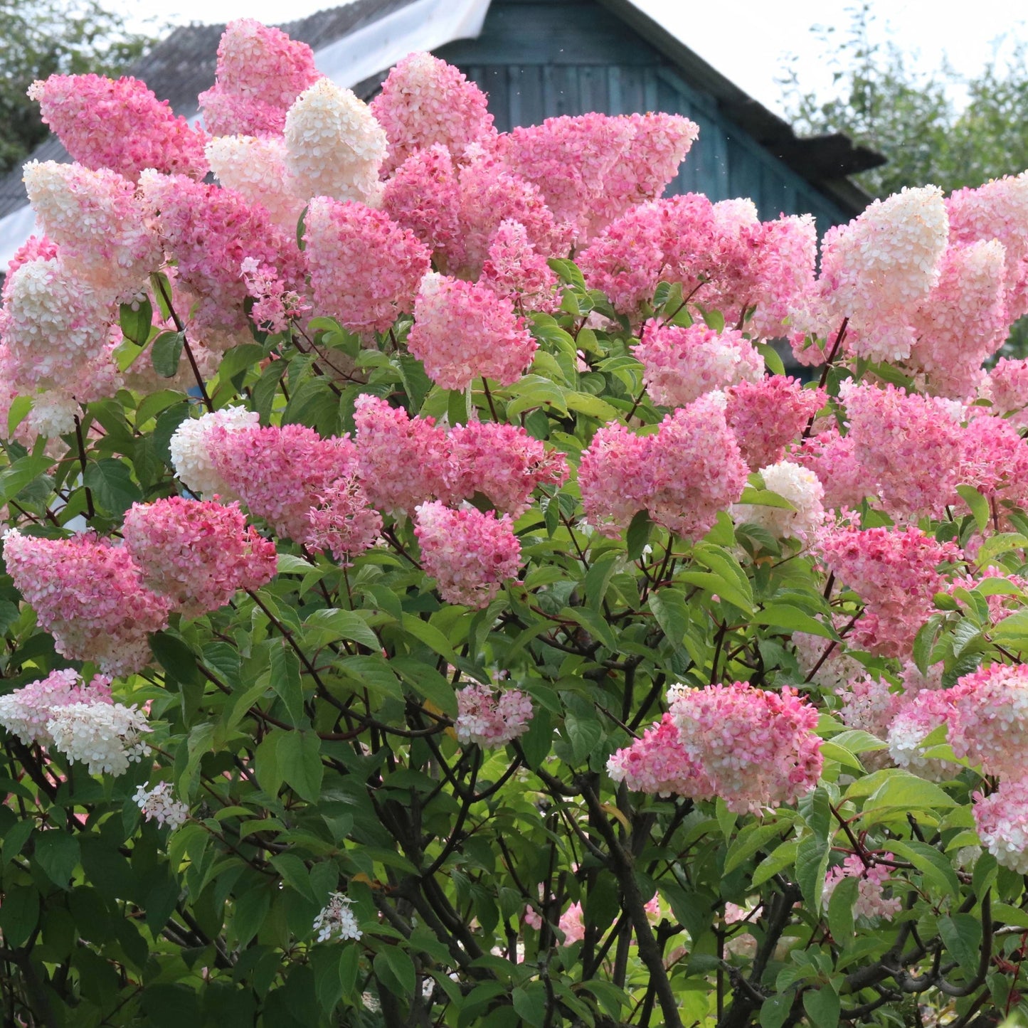 Hydrangea paniculata FRAISE MELBA® 'Renba' – 'Fraise Melba' Panicle Hydrangea