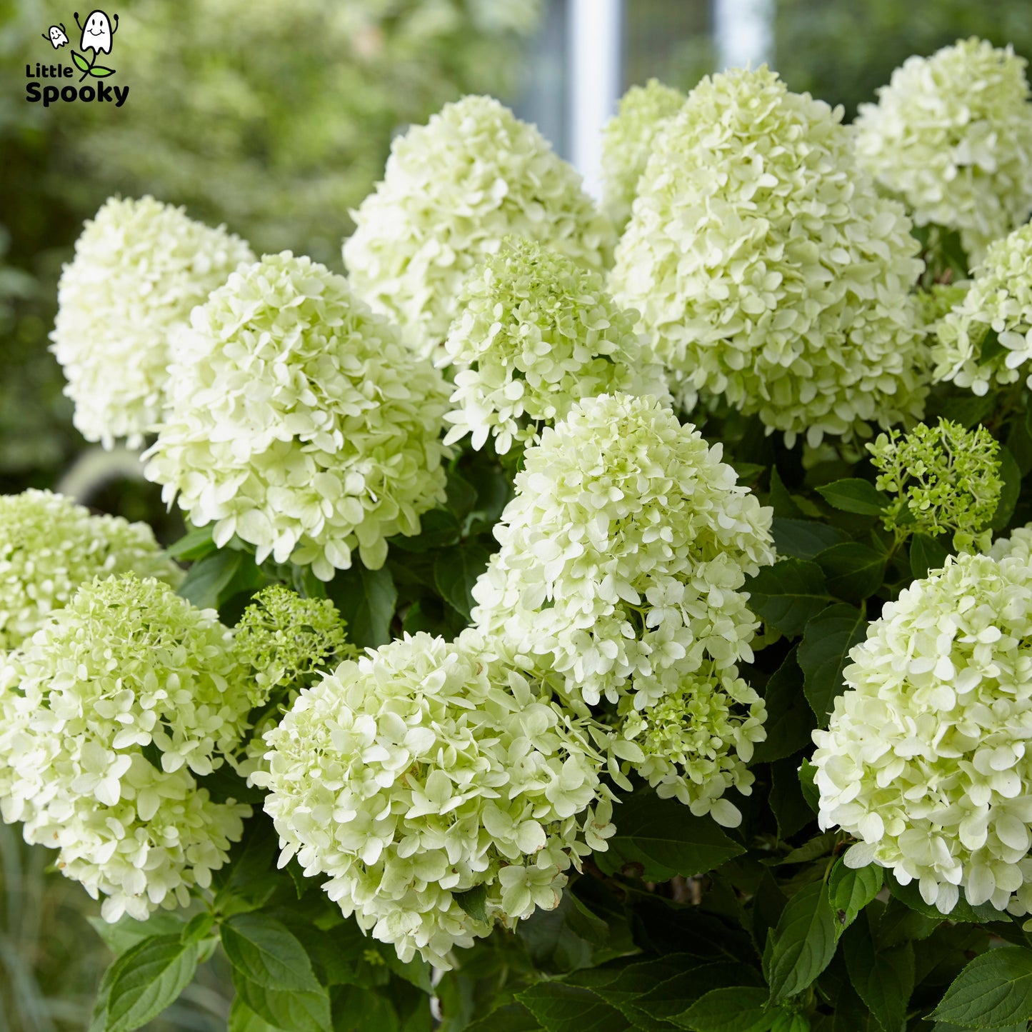 Hydrangea paniculata 'Little Spooky' – 'Little Spooky' Hydrangea