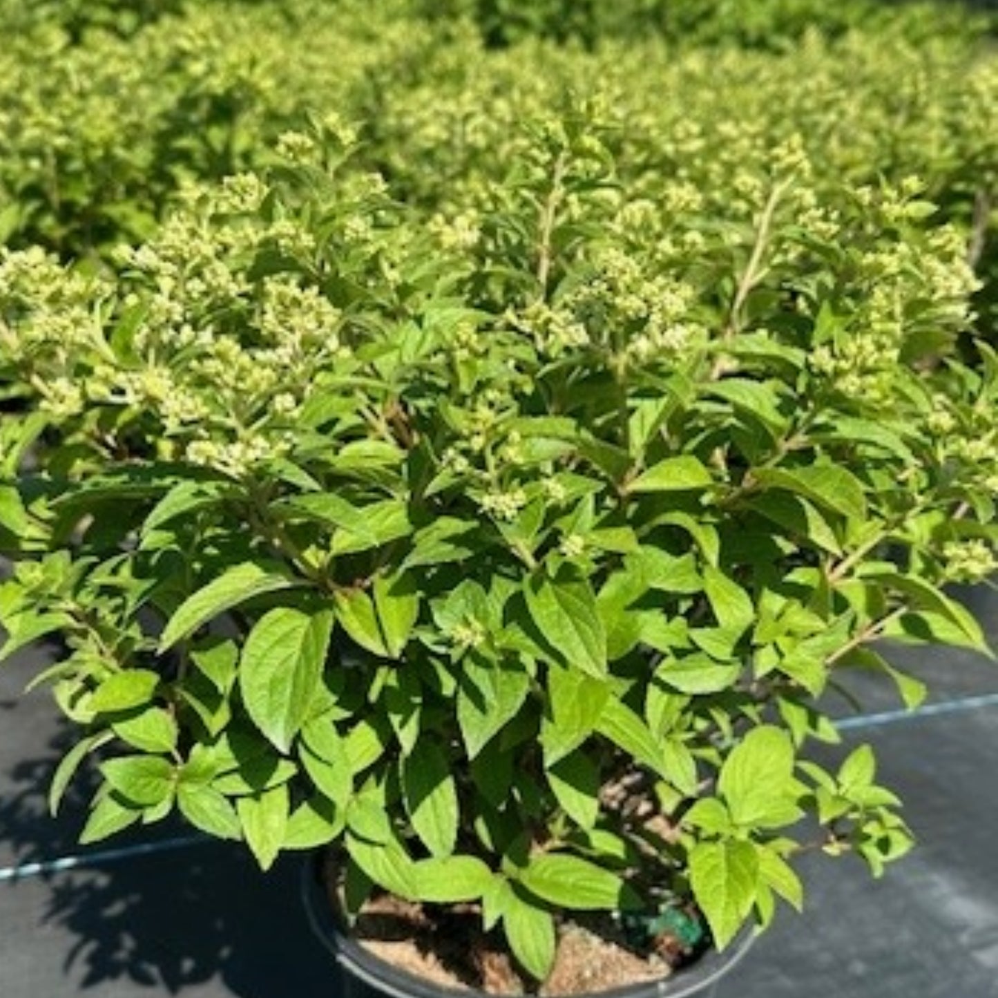 Hydrangea paniculata 'Petite® Star' – 'Petite® Star' Hydrangea