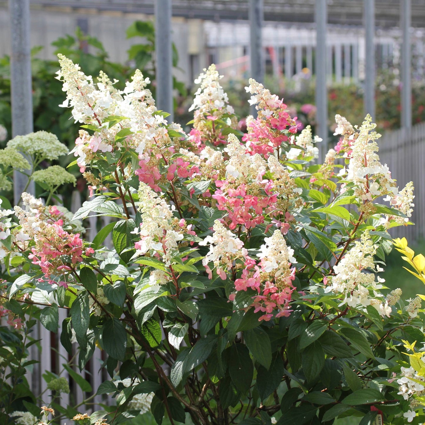 Hydrangea paniculata 'Pinky Winky'® – Hydrangée paniculée 'Pinky Winky'®