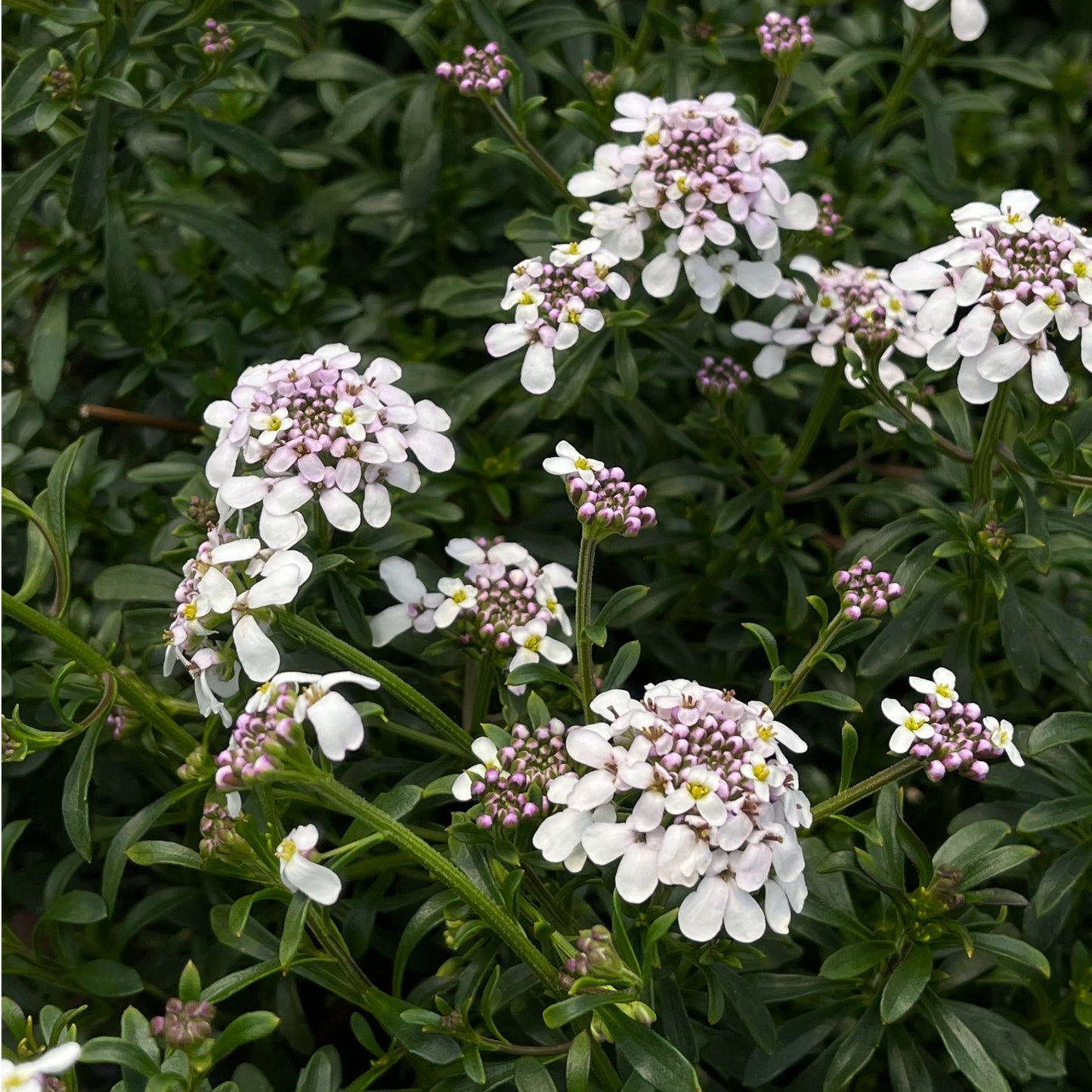 Iberis sempervirens 'Candy Sorbet' – Ibéris 'Candy Sorbet' (Corbeille d'argent)