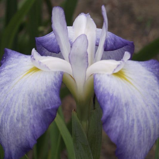 Iris du Japon 'Blue Beauty'