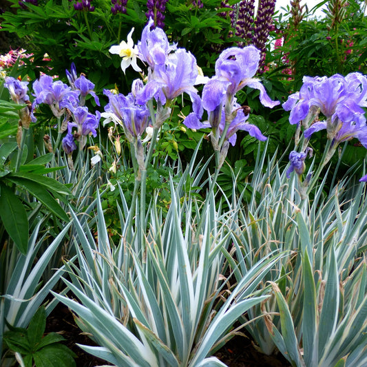 Iris panaché 'Argentea Variegata'