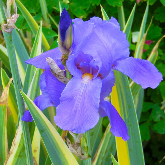 Iris panaché 'Aurea Variegata'