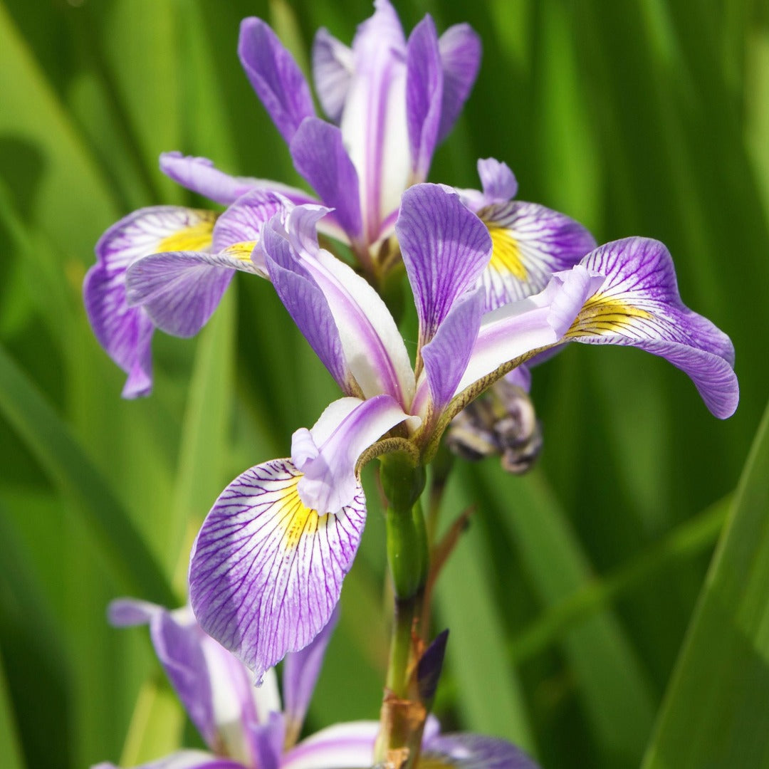 Iris versicolor – Blue Flag Iris