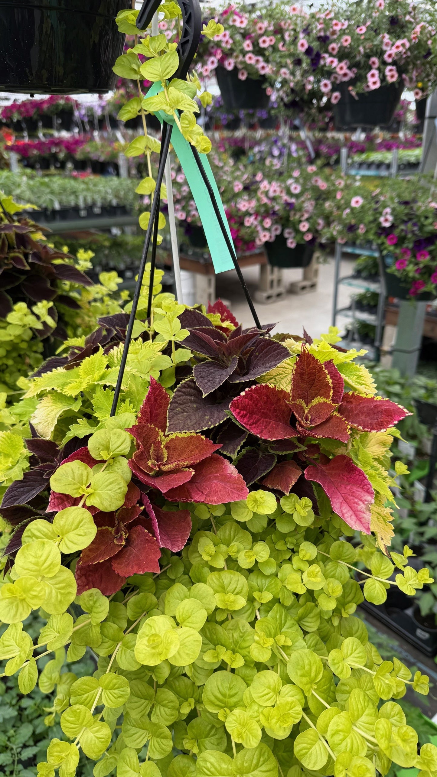 Mixed Coleus Hanging Basket