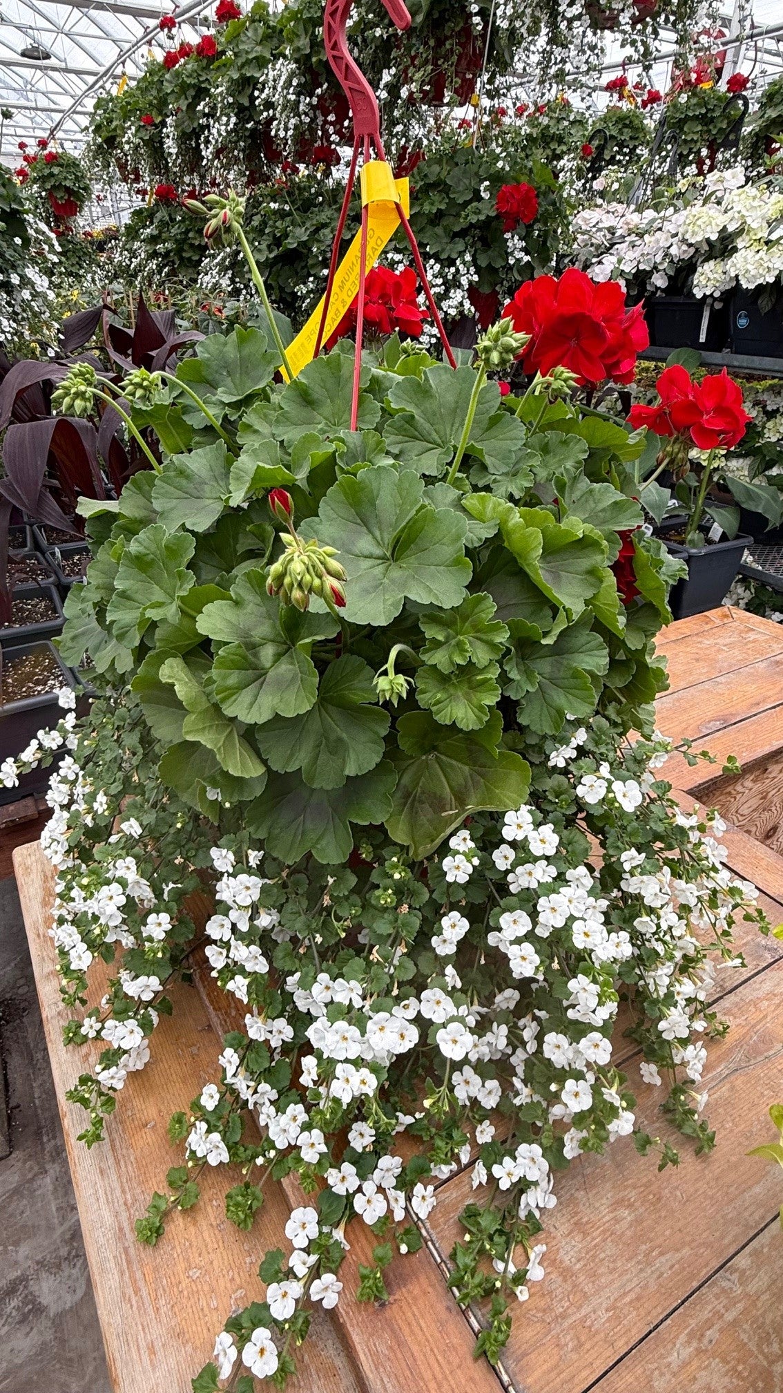Geranium Calliope® and Bacopa Hanging Basket