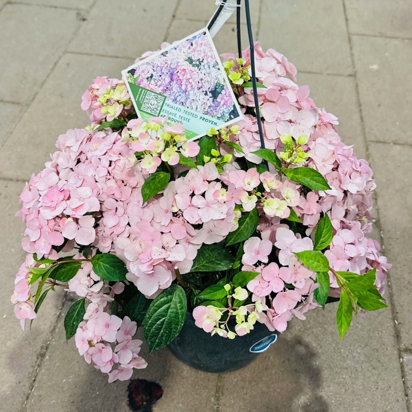 Hydrangea x Fairytrail Fresco® - Hydrangée cascade