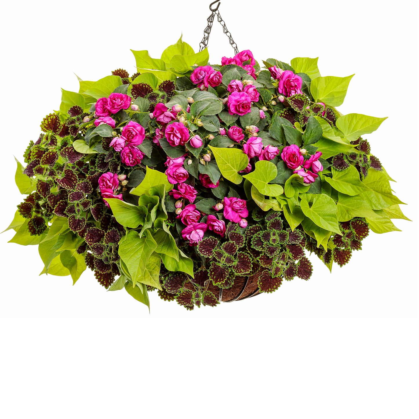 Manhattan Hanging Basket