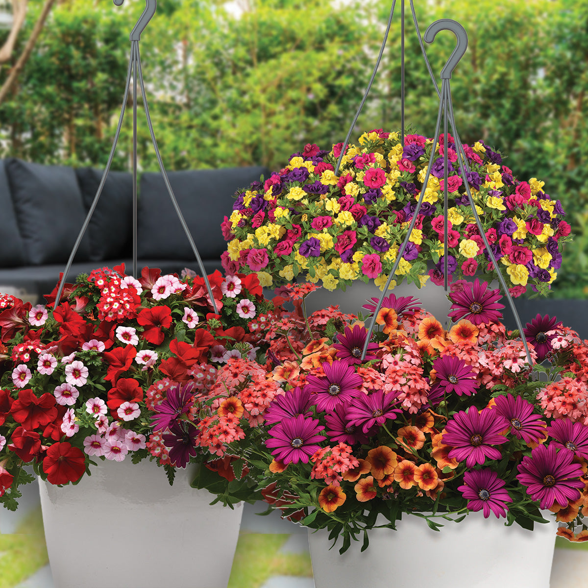 hanging basket mixed plants Trixi® and Durabella® Planters | Stunning Flowers All Summer Long