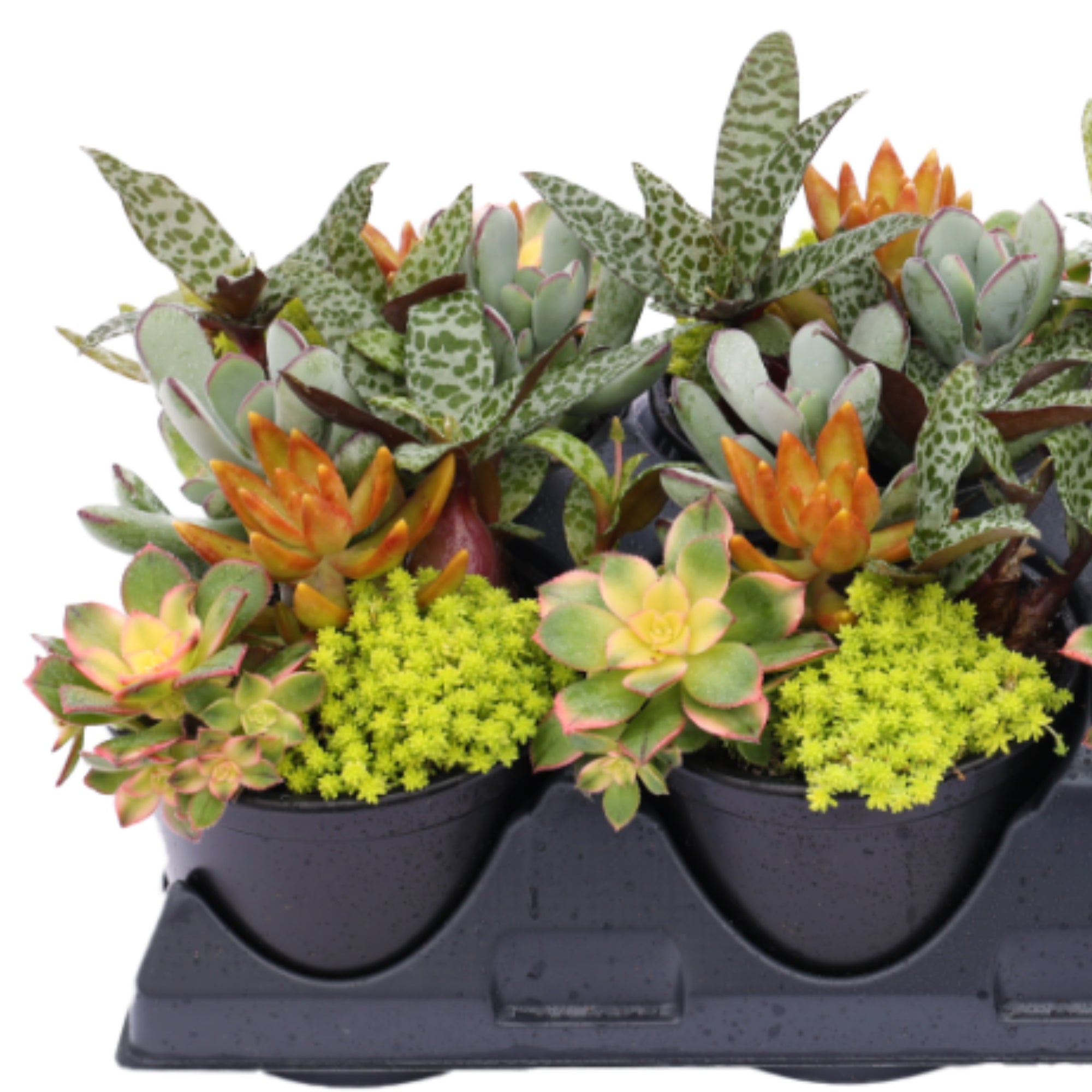 living canvas succulents Living Canvas Assorted Succulent Gardens