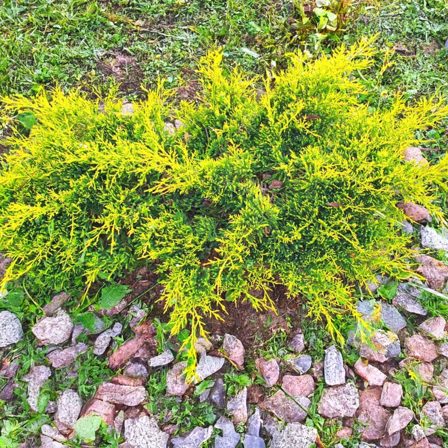 Juniperus chinensis 'Gold Star®' – Gold Star® Juniper